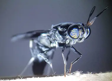 Residue repurposed – from biogas to black soldier fly larvae